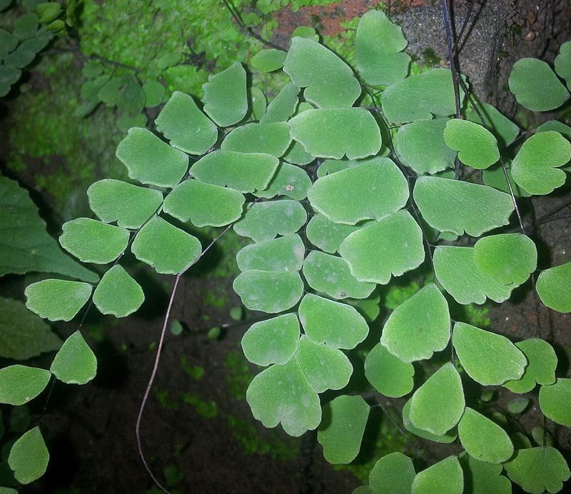 Adiantum philippense — search result for 'Adiantum'