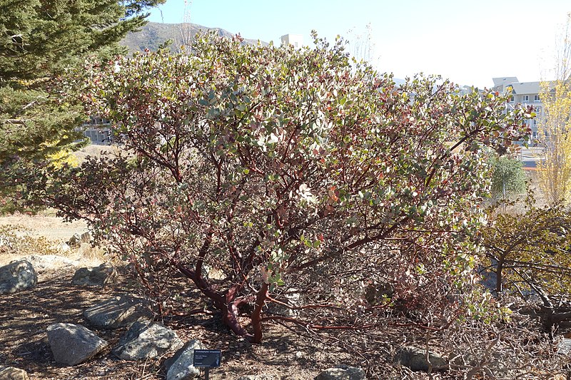 Arctostaphylos obispoensis — search result for 'Arctostaphylos'