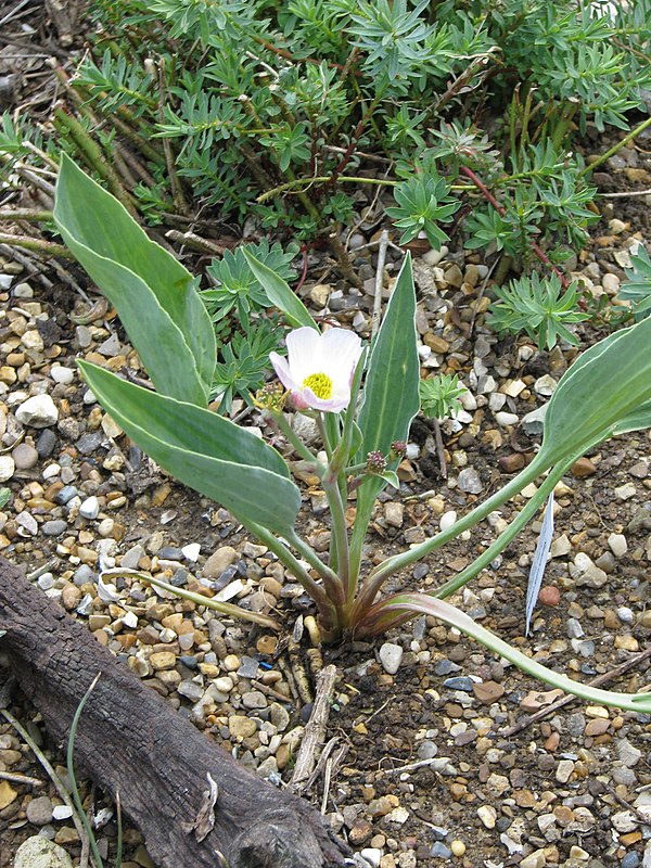Ranunculus calandrinioides other
