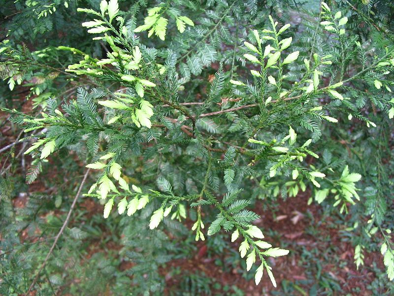 Dacrycarpus imbricatus — search result for 'Laos'