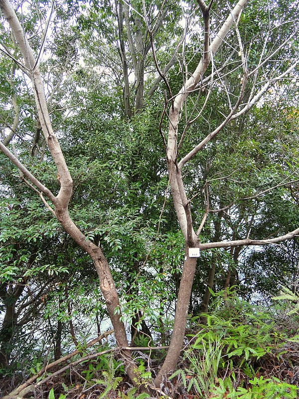 Brucea javanica — search result for 'Simaroubaceae'