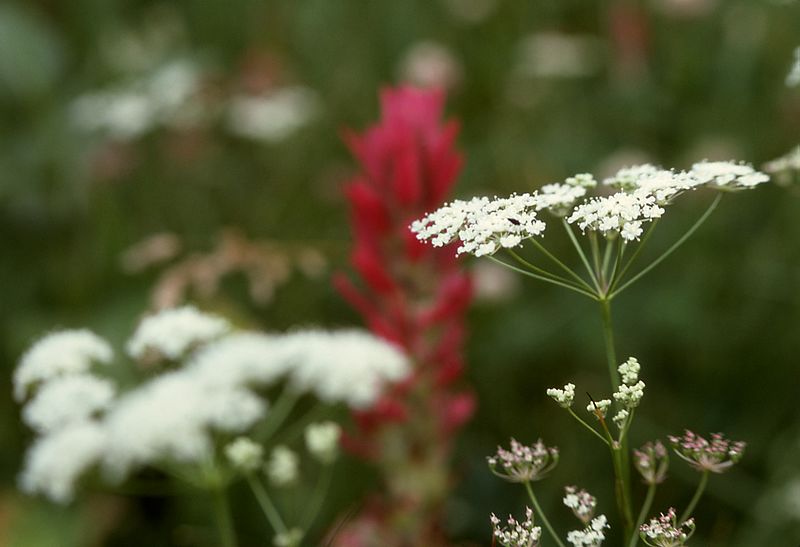 Perideridia gairdneri other